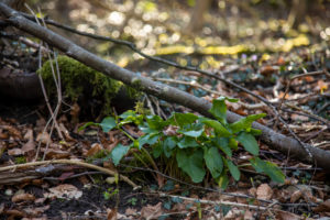 Spotted arum, leaves, Spotted arum, leaves,